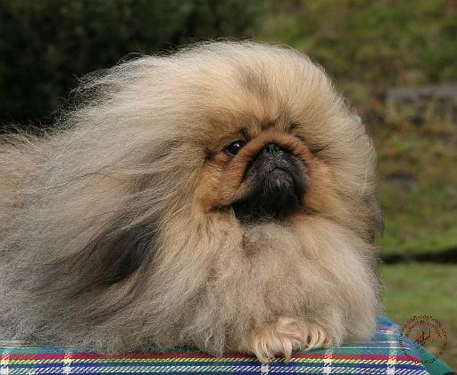 Pekingese 9Y201D-079.JPG